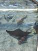 Aquarium of the Pacific Event - August 2005
