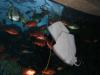 Aquarium of the Pacific Event - August 2005